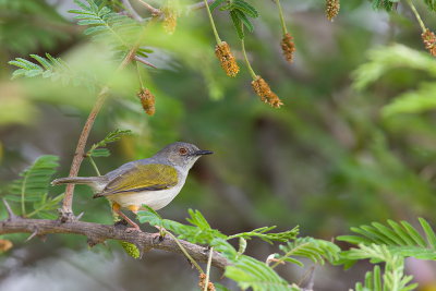 Grey-backed Camaroptera