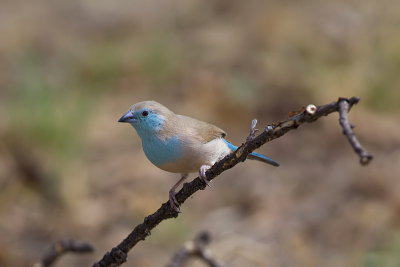 Blue Waxbill