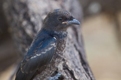 Fork-tailed Drongo (Juvenile)