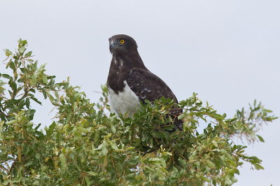 Black-chested Snake Eagle