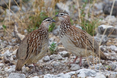 Crested Francolin