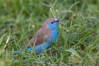 Blue Waxbill