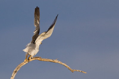 Black-shouldered Kite