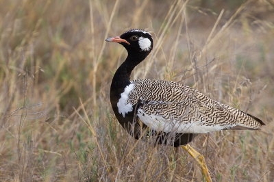 Southern Black Korhaan