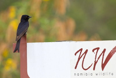 Fork-tailed Drongo