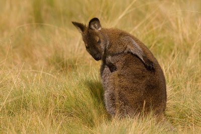 Bennetts Wallaby @ Cradle Mountain