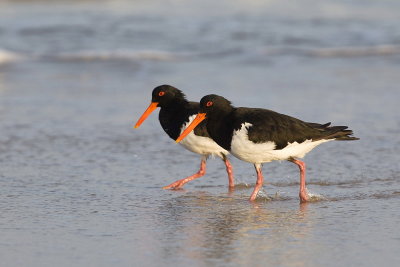 Pied Oystercatcher