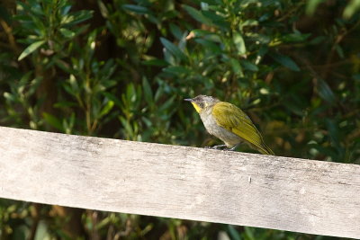 Yellow-throated Honeyeater