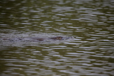 wild Platypus swimming in the lake