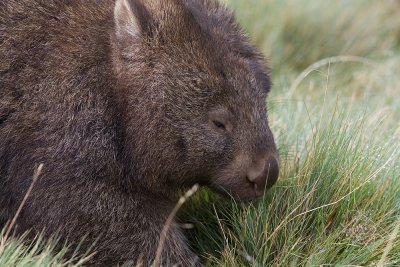 Common Wombat just outside the lodge