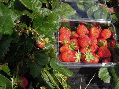 strawberry picking - AUS$5 per box