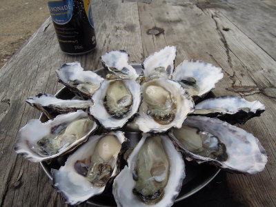 Fresh oysters from the farm