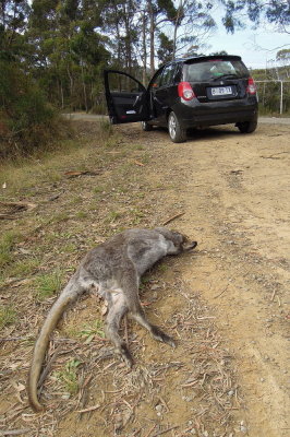 Road-kill everywhere @ Bruny Island