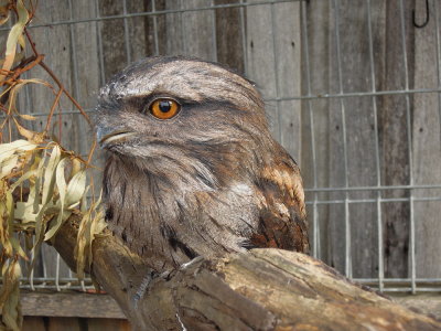 A rescued Froymouth by Dr Tonia