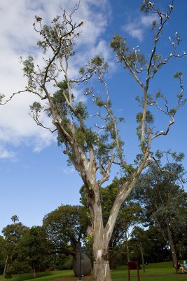 a tree full of Little Corella & Sulphur-crested Cockatoo