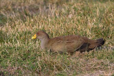 Tasmanian Native-hen