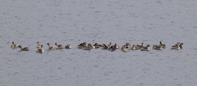 Hoary-headed & Australian Grebes