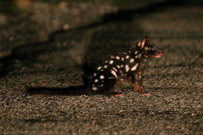 Eastern Quoll