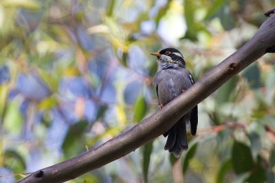 Strong-billed Honeyeater