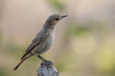 Marico Flycatcher