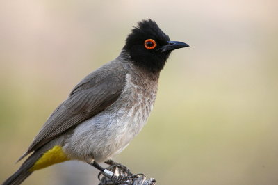 Red-eyed Bulbul