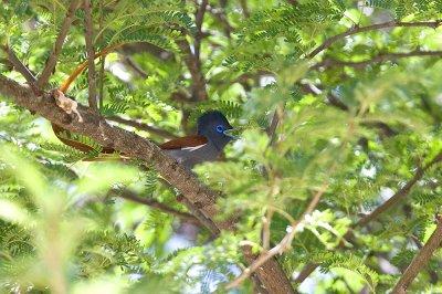 African Paradise Flycatcher (M)