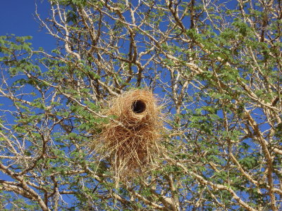 White-browed Sparrow-weaver's nest