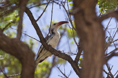 Darmara Hornbill