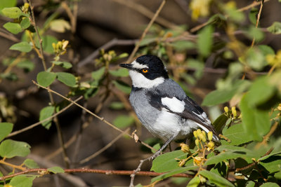 Short-tailed Shrike