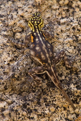 Namibian Agama