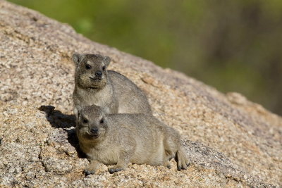 Dassie Rats