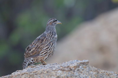 Hartlaub's Spurfowl (M)