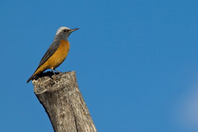 Short-toed Rock-thrush (M)