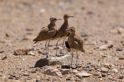 Burchell's Courser