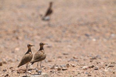 Burchell's Courser