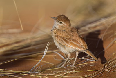 Dune Lark