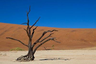 Dead Vlei