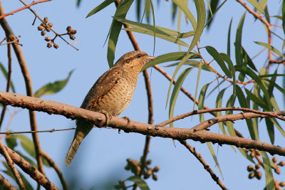 Eurasian Wryneck
