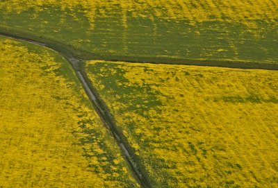 Mustard Fields