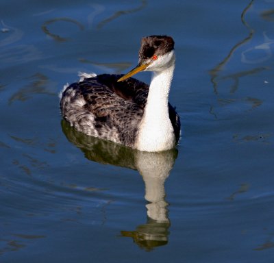 Grebe