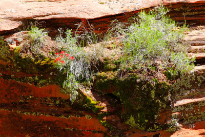 Wall Gardens 1