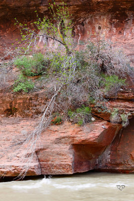 Wall Gardens 2