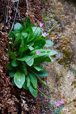 Wall Gardens 5