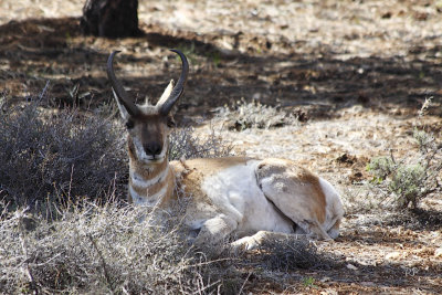 Pronghorn ...