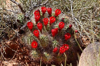 Capitol Reef 7