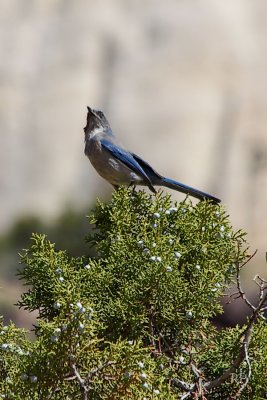 Jay on UT juniper