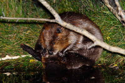 Beavers at Night (Estes)
