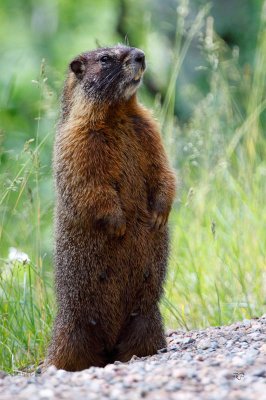 Adult Marmot (-)