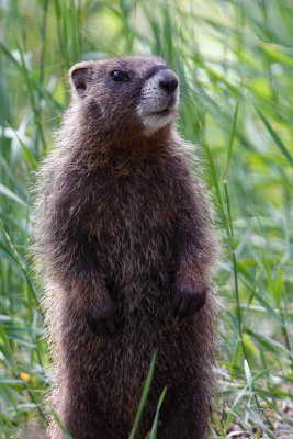 Marmot Baby (-)
