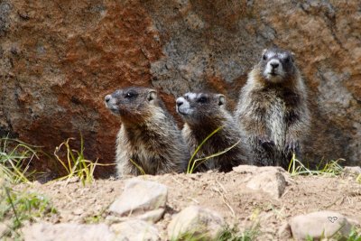 Marmot Babies (-)
